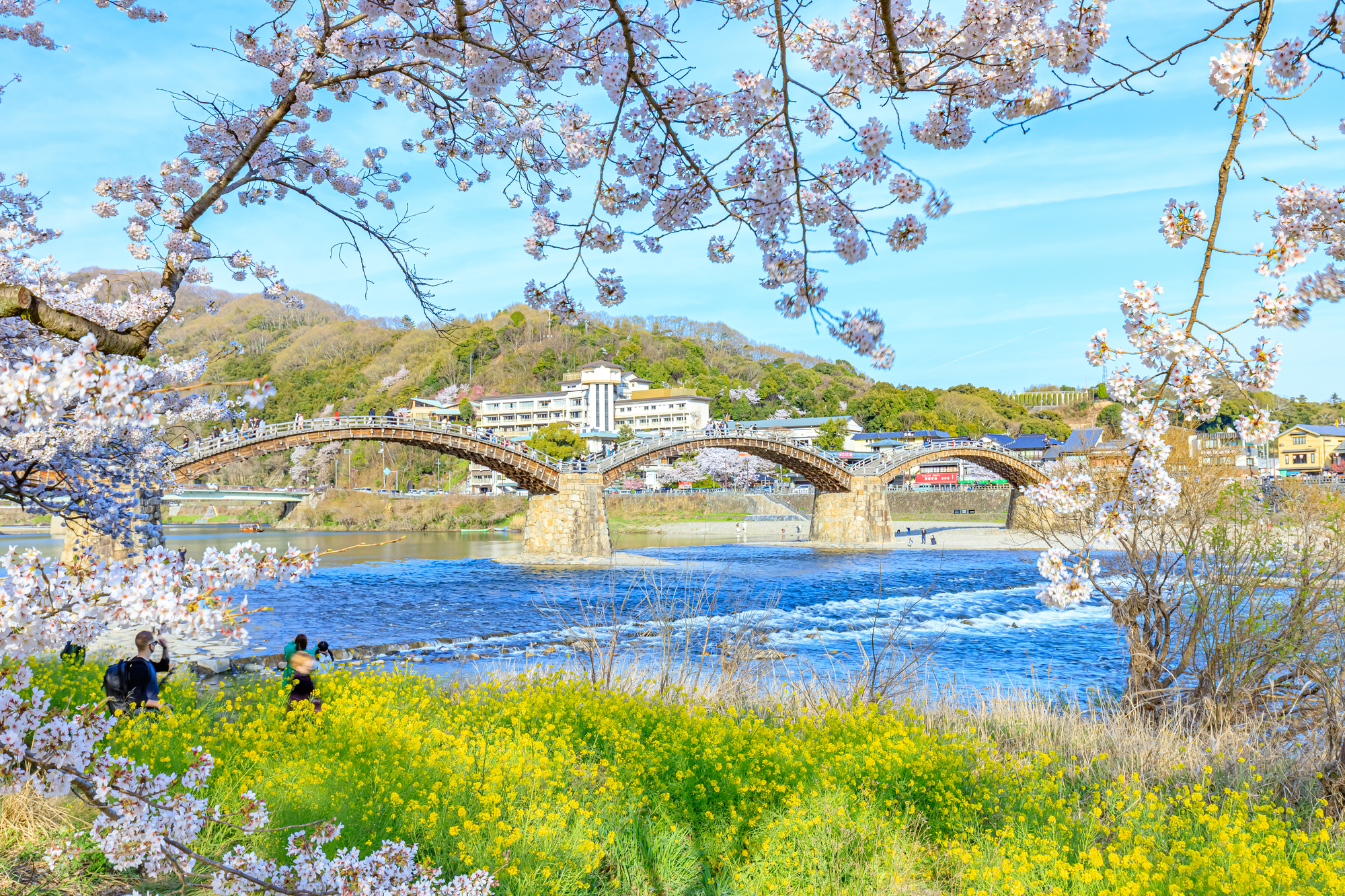 桜が咲く錦帯橋