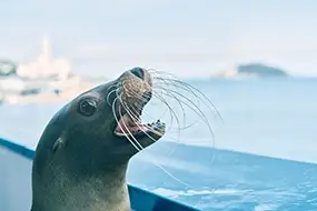 下関市立しものせき水族館 海響館