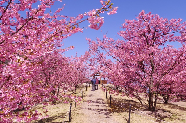 城山歴史公園　河津桜