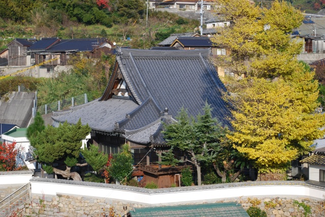 常満寺大イチョウ