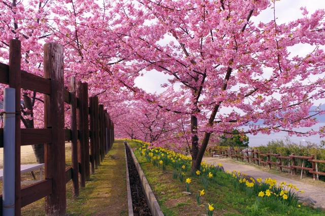 城山歴史公園　河津桜