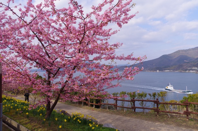 城山歴史公園　河津桜