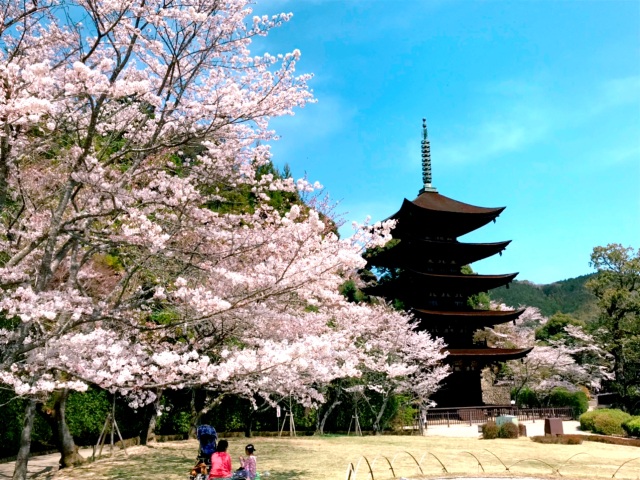 瑠璃光寺五重塔　さくら