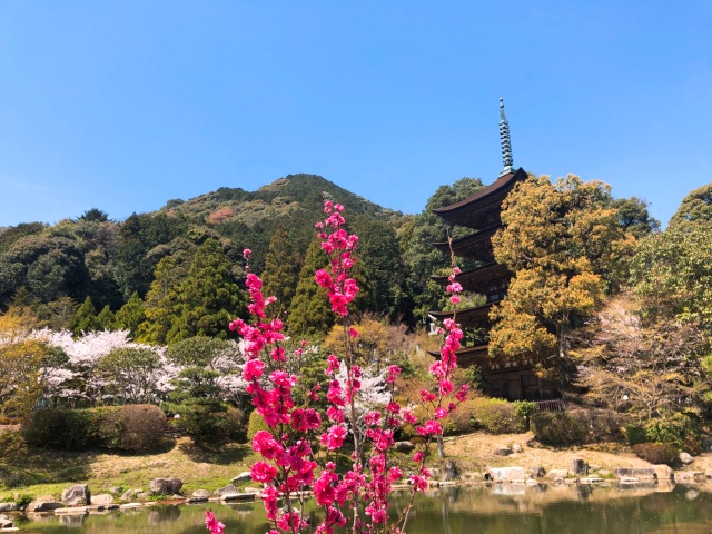 瑠璃光寺五重塔　うめ