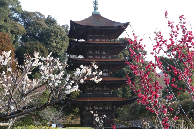 瑠璃光寺五重塔　うめ