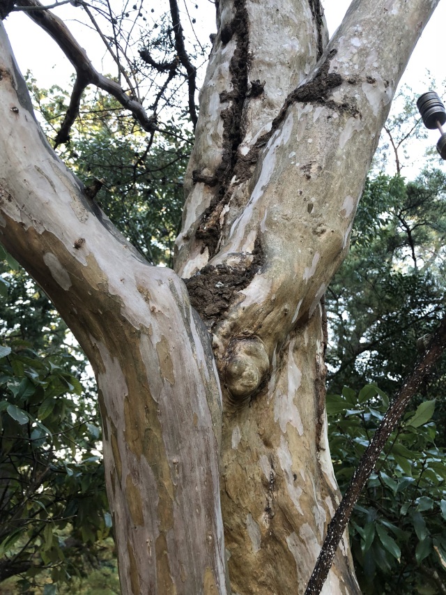 瑠璃光寺　さるすべり