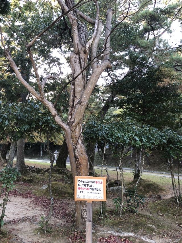 瑠璃光寺　さるすべり