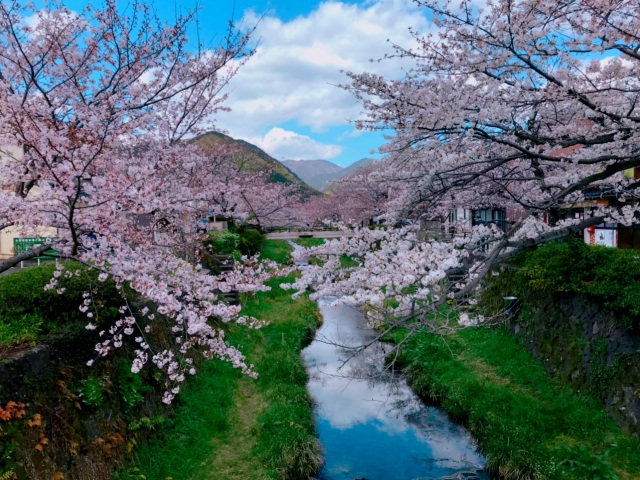 一の坂川　さくら