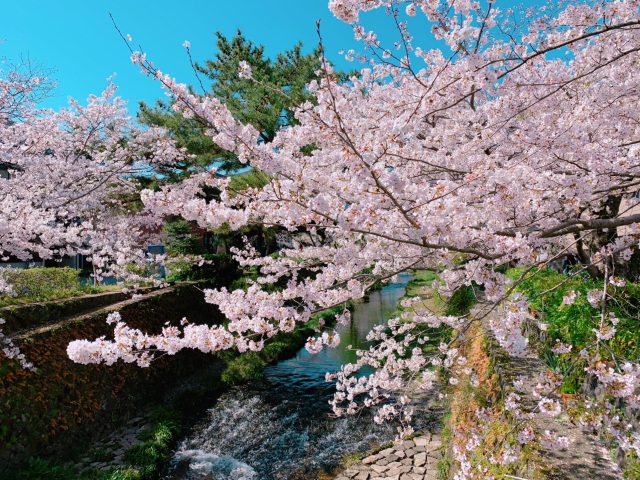 一の坂川　さくら