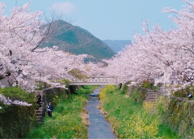 一の坂川　さくら