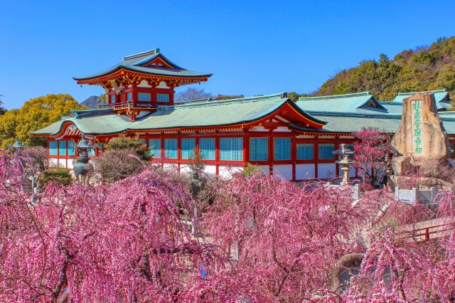 防府天満宮　梅