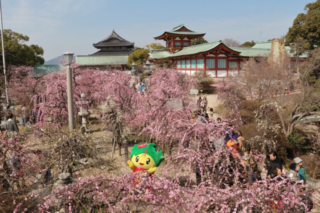 防府天満宮　梅