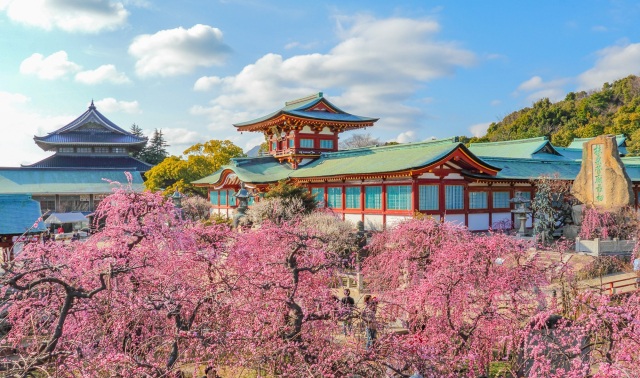 防府天満宮　梅