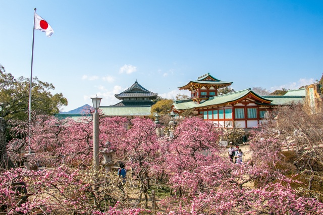 防府天満宮　梅