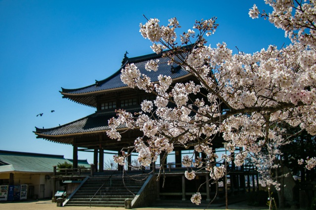 防府天満宮　春風楼　桜