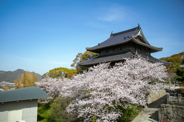 防府天満宮　桜