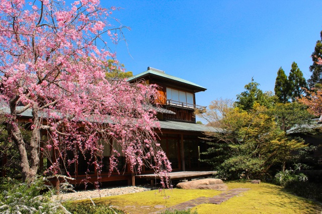 芳松庵　桜