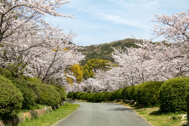 天神山公園　桜