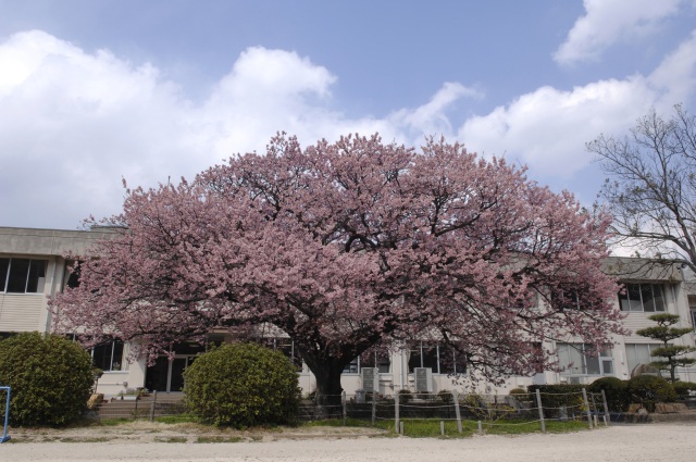 向島小学校　蓬莱桜　