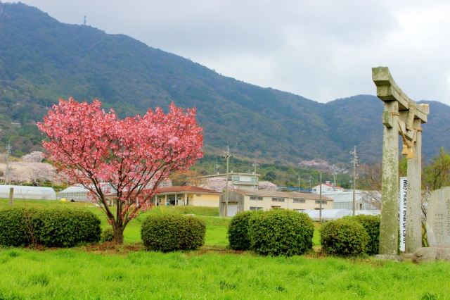 春日神社　ハート桜