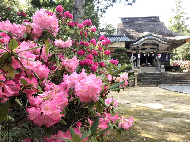 宇佐八幡宮　しゃくなげ