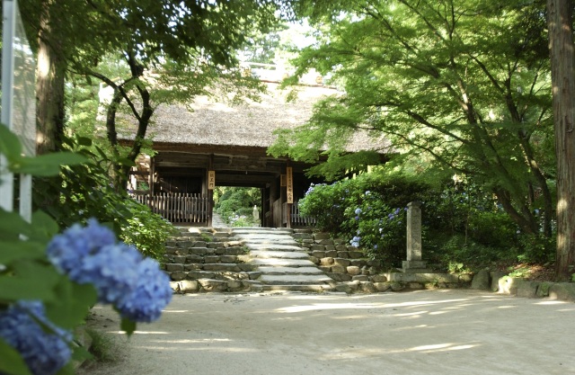 東大寺別院阿弥陀寺　紫陽花