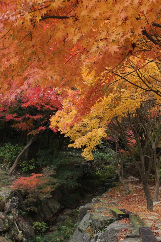 東大寺別院阿弥陀寺　紅葉