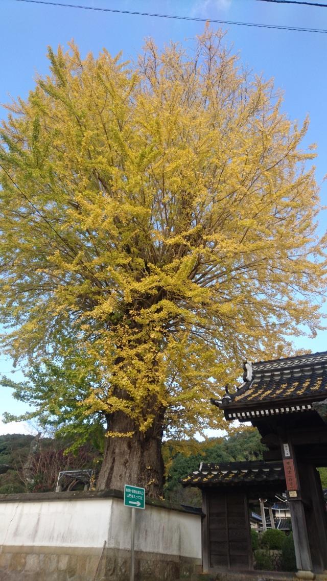 天徳寺　いちょう