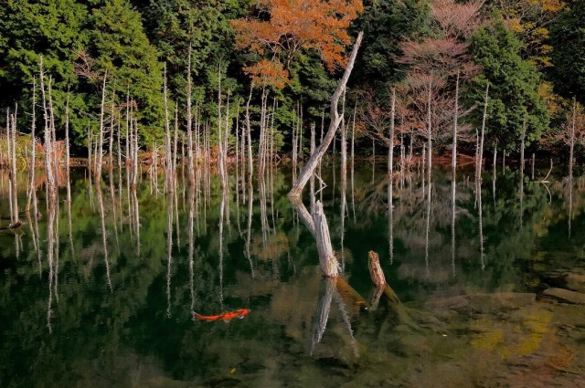 一の俣桜公園