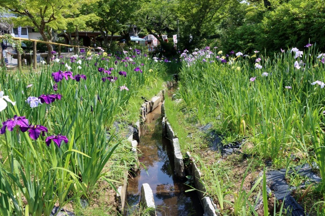 東行庵　菖蒲