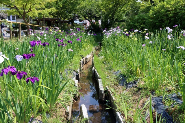 東行庵　菖蒲