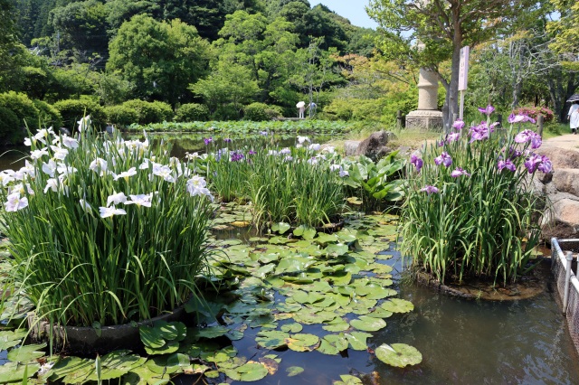 東行庵　菖蒲