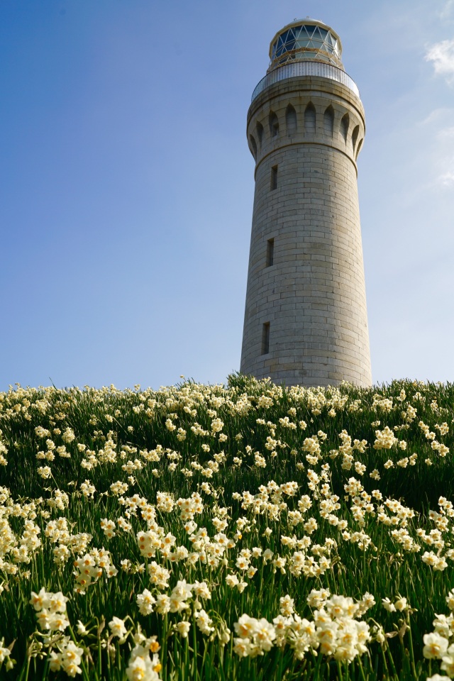 角島灯台公園　スイセン