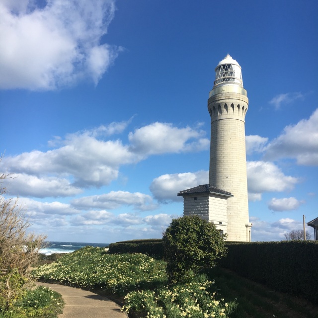 角島灯台公園　スイセン