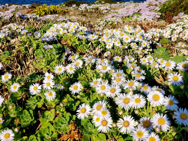 角島　牧崎風の公園　ダルマギク