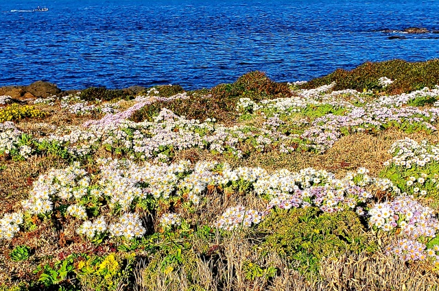 角島　牧崎風の公園　ダルマギク