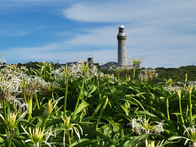 角島　夢崎波の公園　ハマユウ