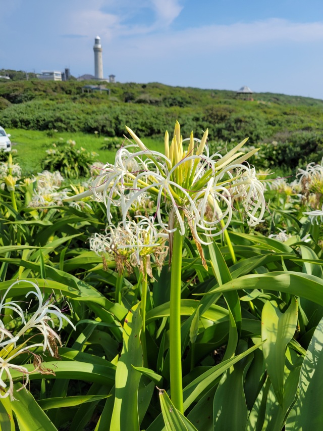 角島　夢崎波の公園　ハマユウ