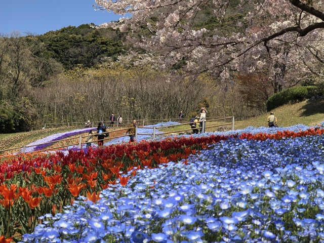 火の山公園