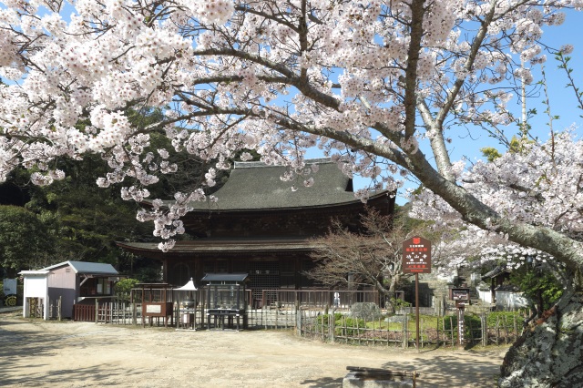 功山寺　さくら