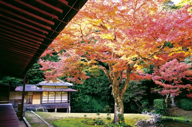 宗隣寺　紅葉