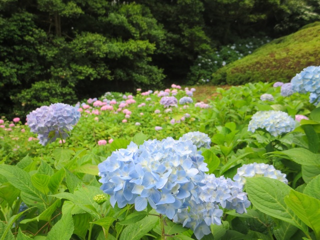 江汐公園　あじさい