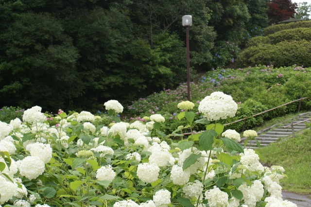 江汐公園　あじさい