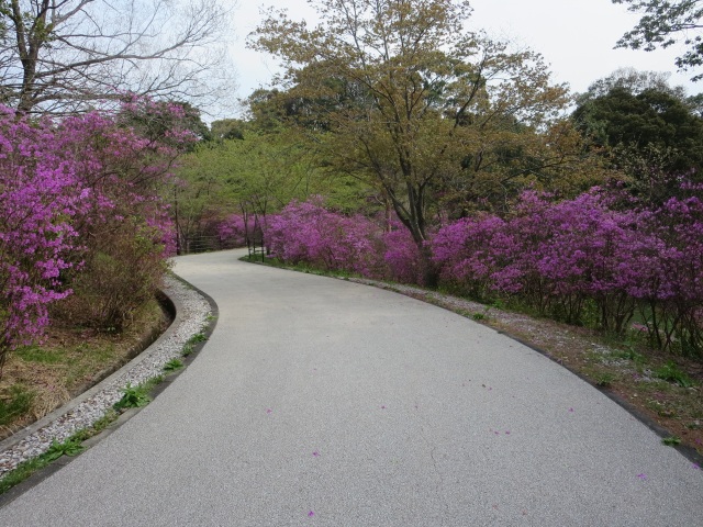 江汐公園　つつじ