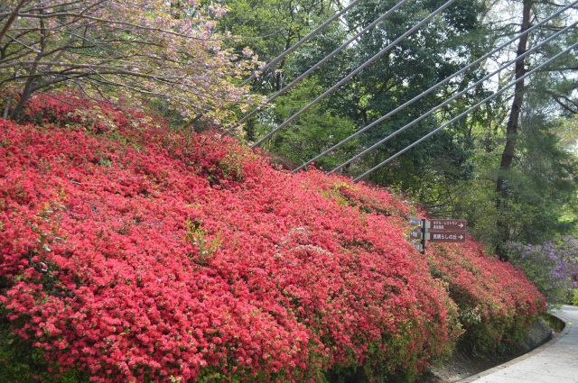 江汐公園　つつじ