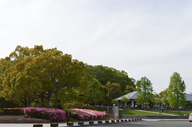 江汐公園　つつじ