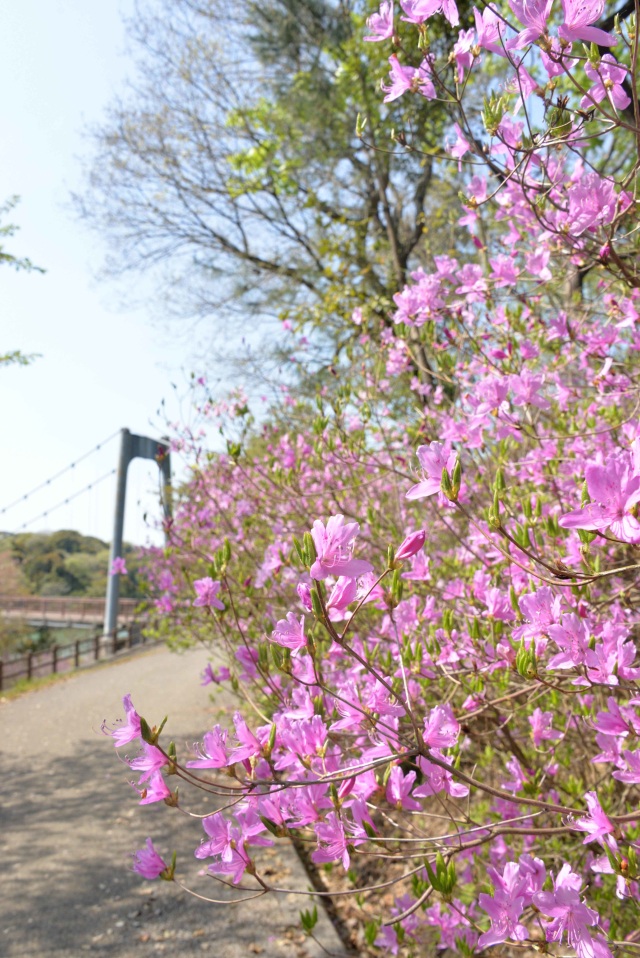 江汐公園　つつじ