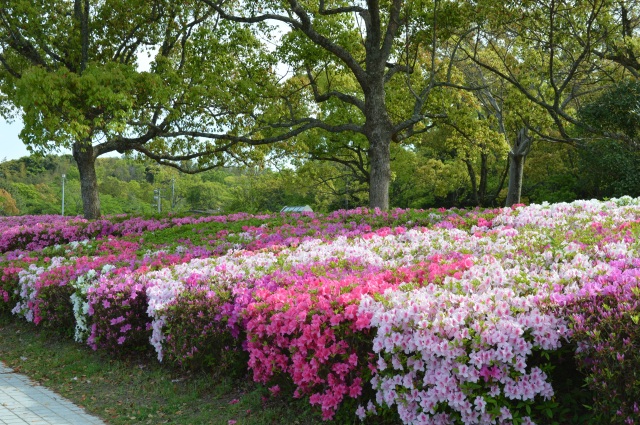 江汐公園　つつじ