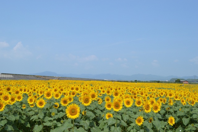 花の海　ひまわり