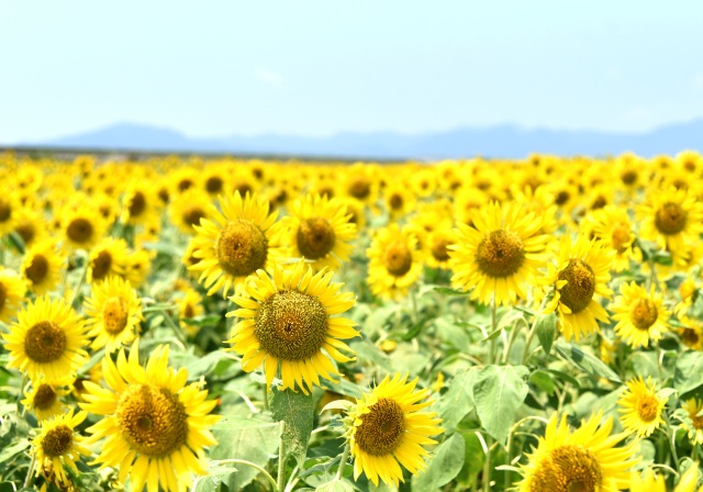 花の海　ひまわり